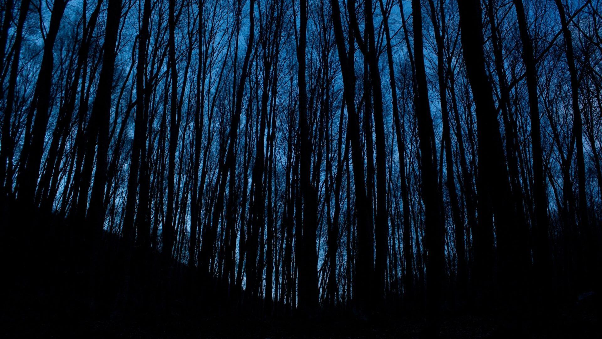 Foresta silhouette blu scuro, 1920x1080 1080p, PC Desktop