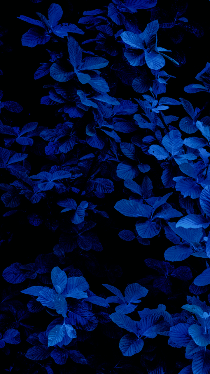 Foglie blu scuro notturne, 720x1280 Full HD Verticale, iPhone