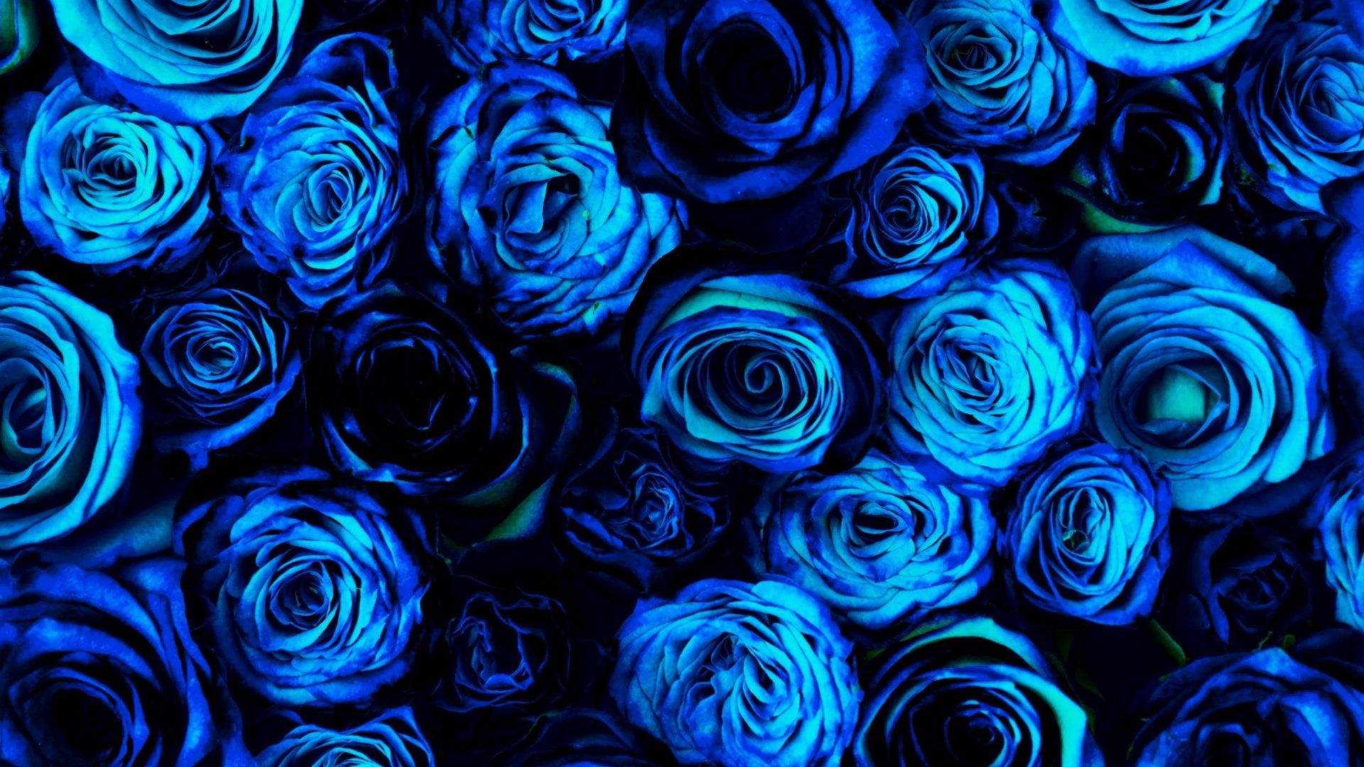 Rose blu scure, 1920x1080 Full HD, Desktop
