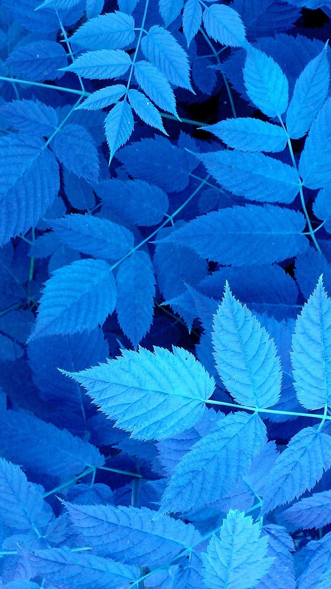 Foglie blu ravvicinate, 1080x1920 Verticale, Telefono