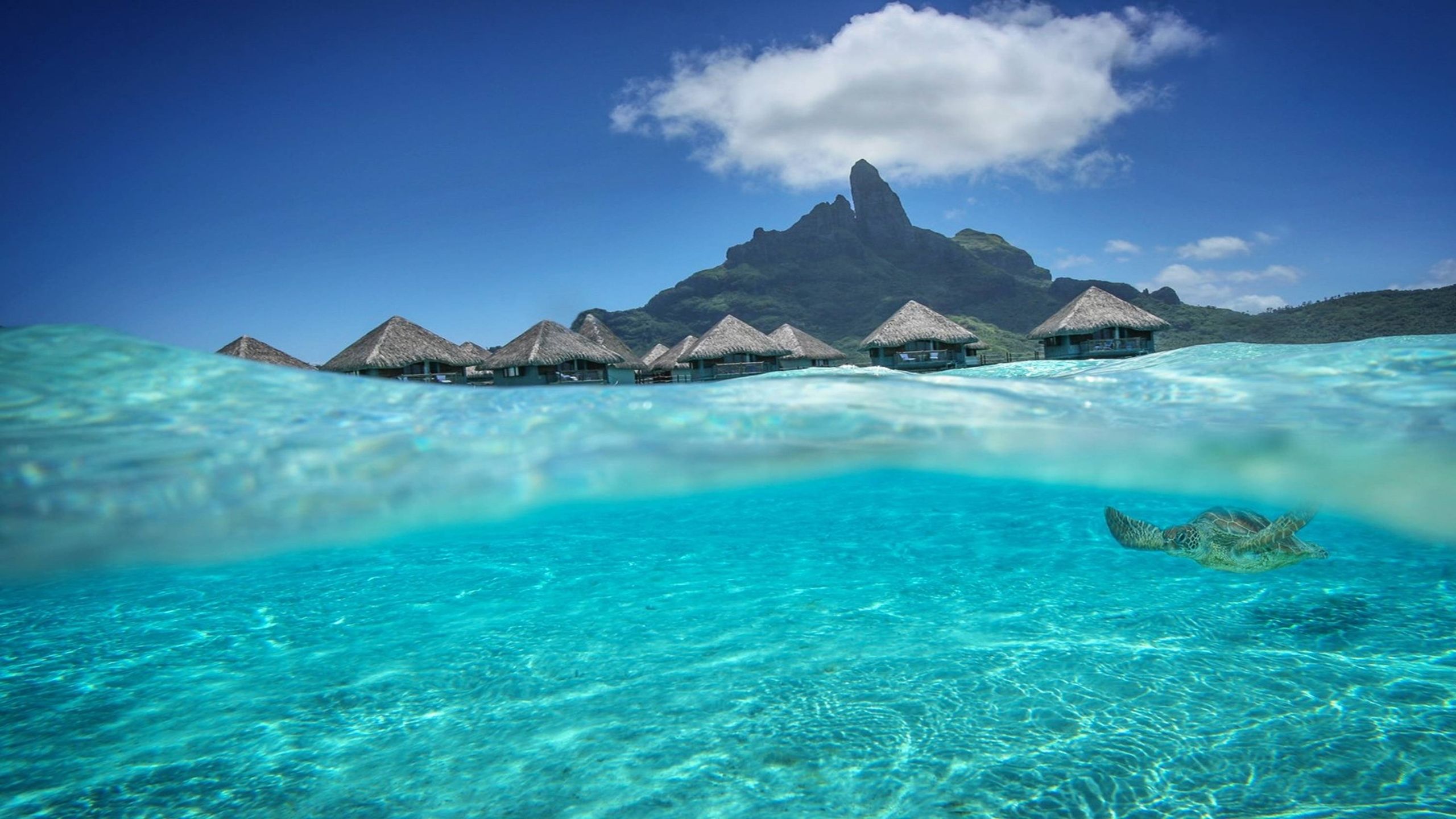 Laguna Bora Bora con tartaruga, 2560x1440 1440p, Desktop