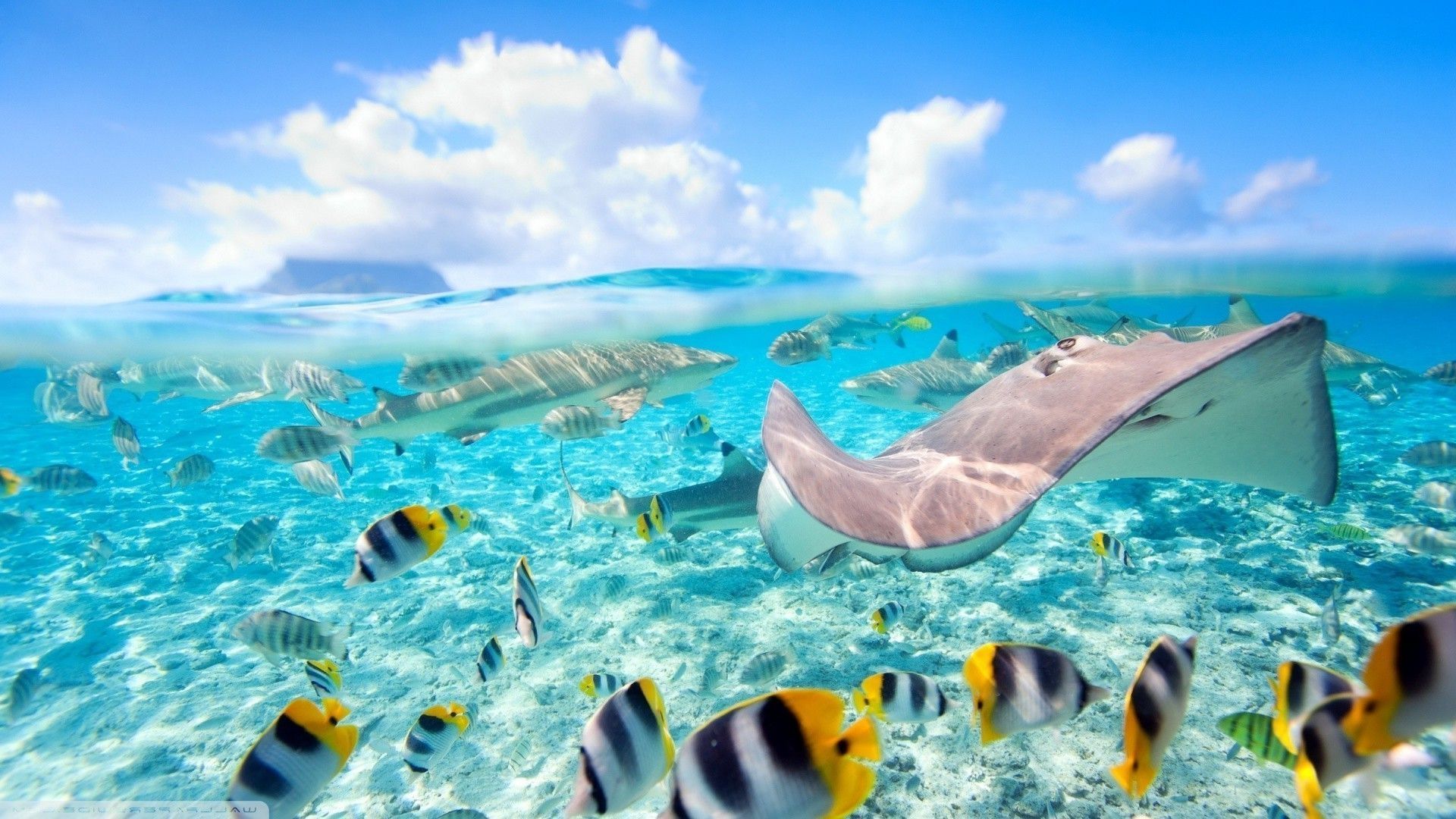 Razza e pesci tropicali, oceano, 1920x1080 Full HD 1080p, PC Desktop