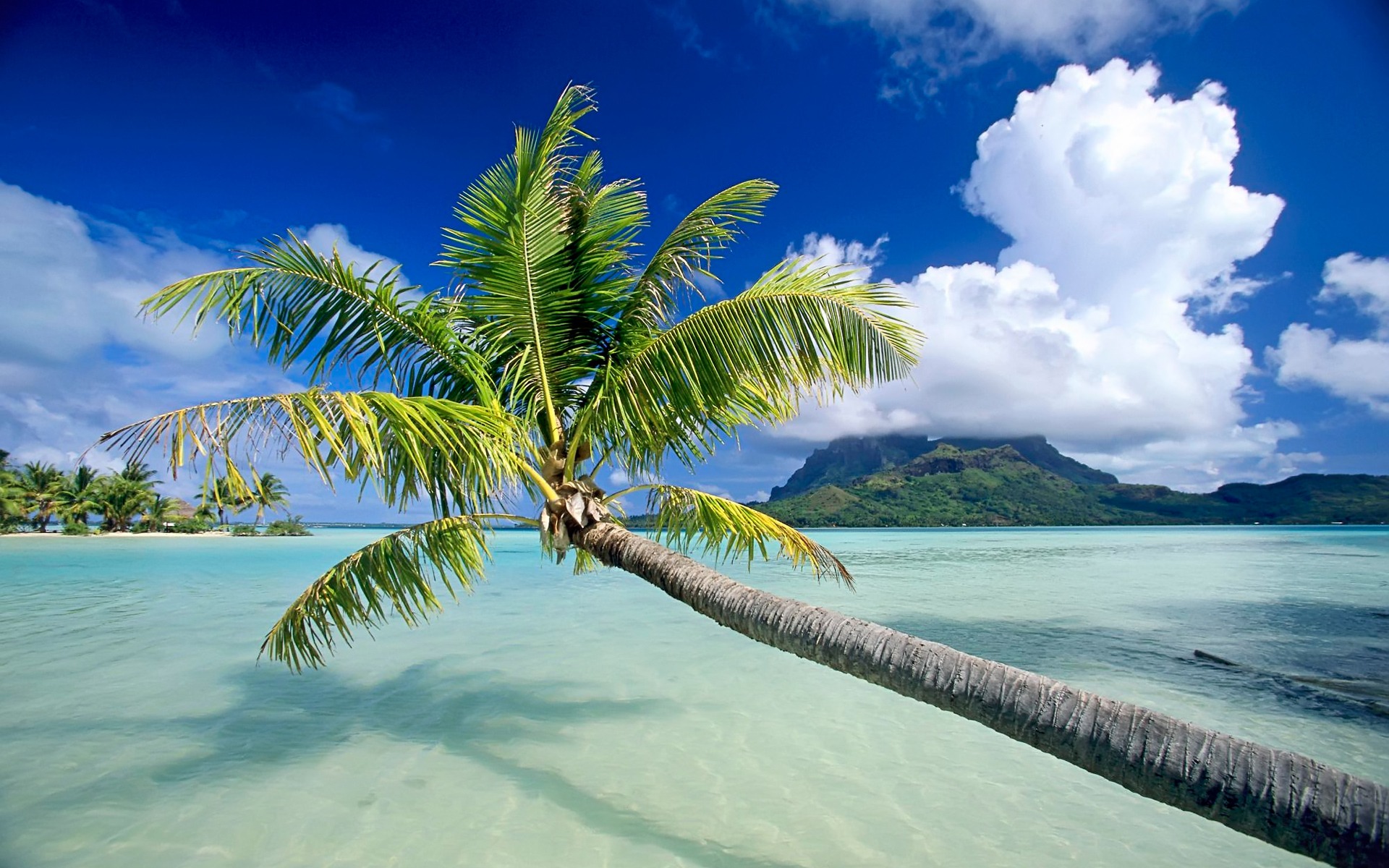 Palma tropicale, laguna Bora Bora, 1920x1200 Full HD+ WUXGA, PC