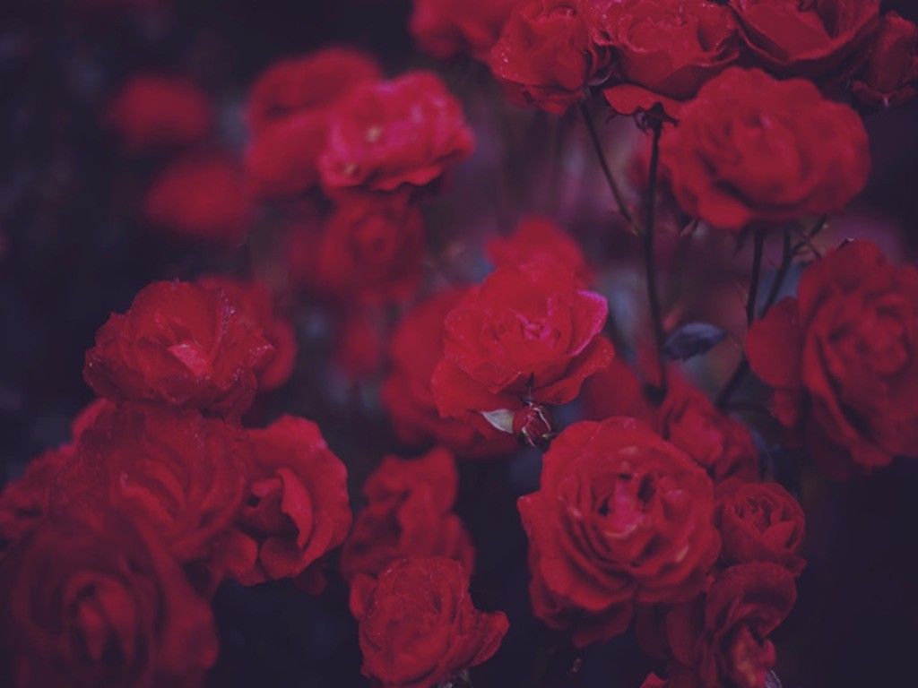 Rose rosse scure grunge, 1024x768 HD, Desktop