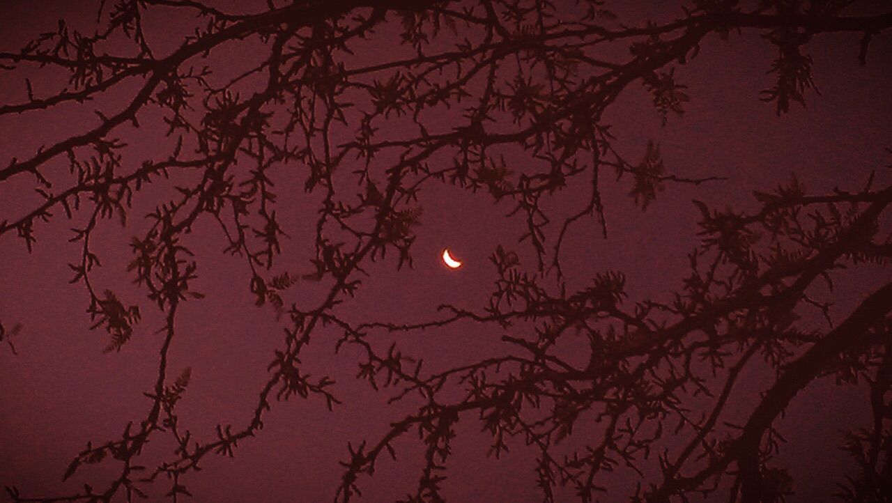 Luna crescente tra rami bordeaux, 1280x722 720p, iMac