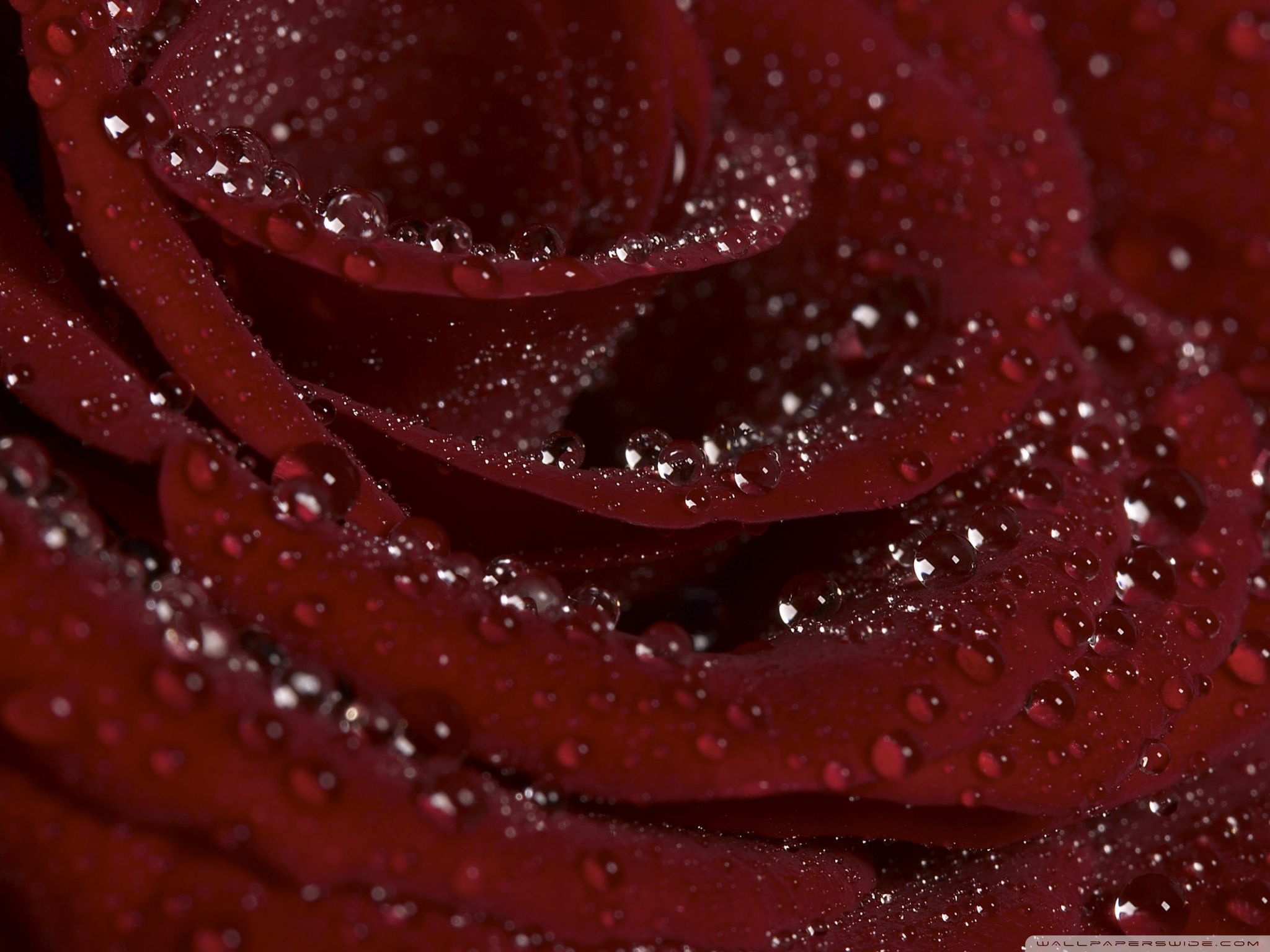 Rosa bordeaux con gocce d'acqua, 2048x1536 Hi-Res, Desktop