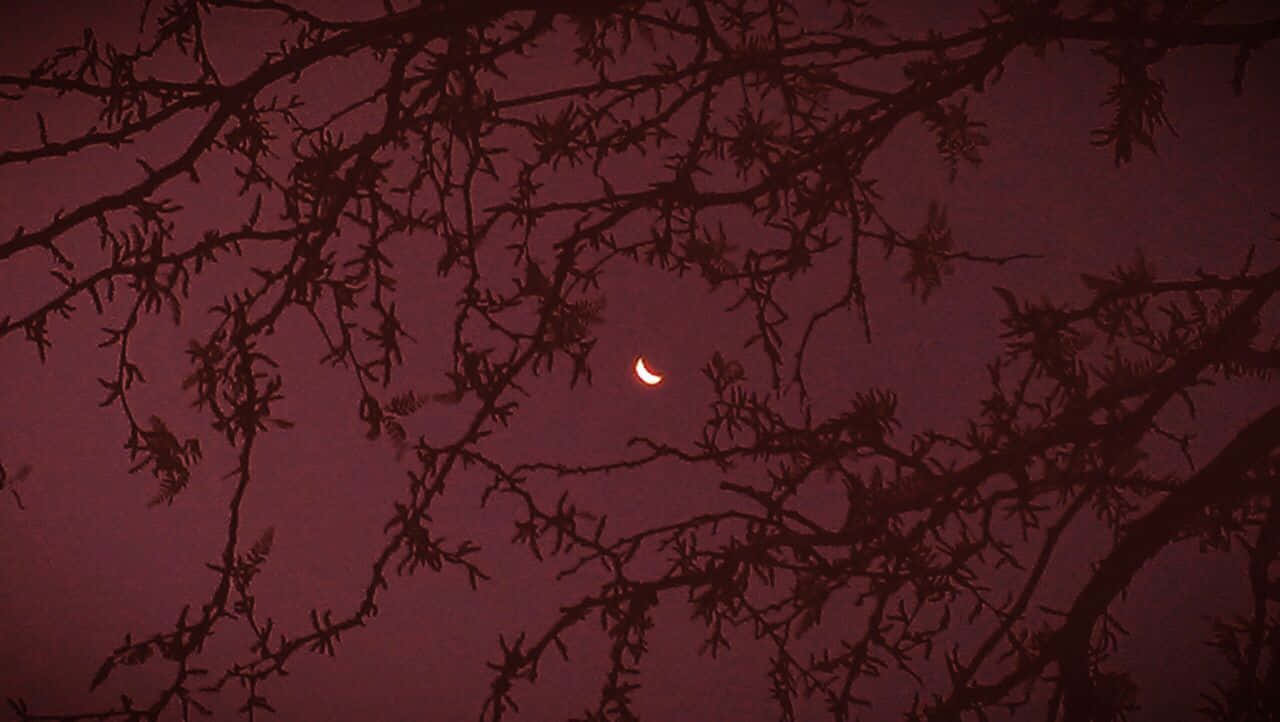 Luna crescente tra rami bordeaux, 1280x722 HD, Desktop