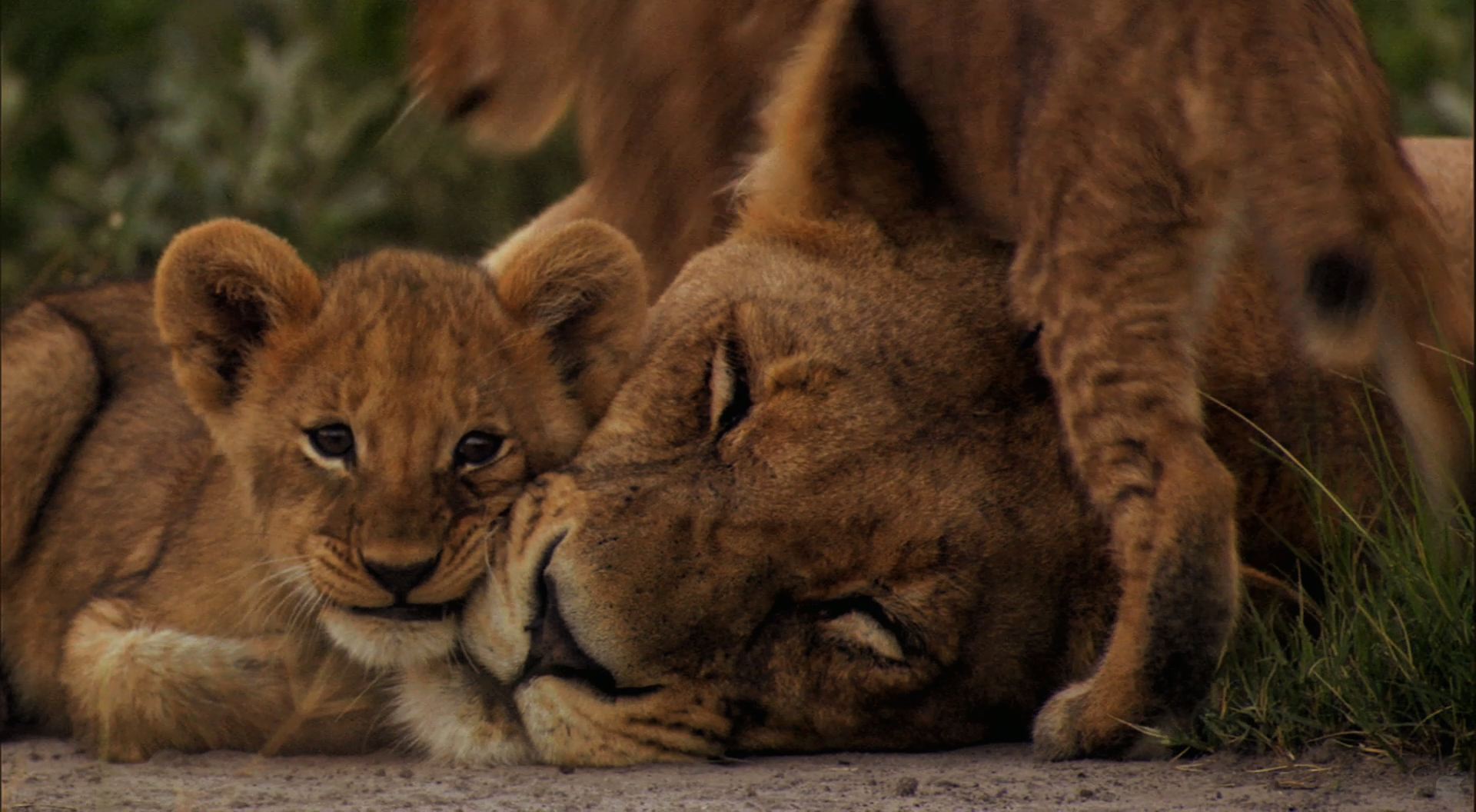 Leonessa con cuccioli, 1920x1056 1080p, Desktop