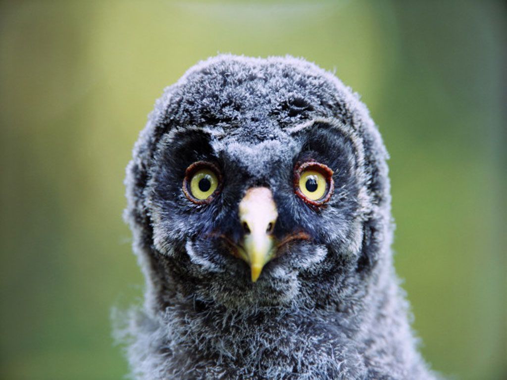 Gufo giovane sguardo buffo, 1024x768 HD, Desktop