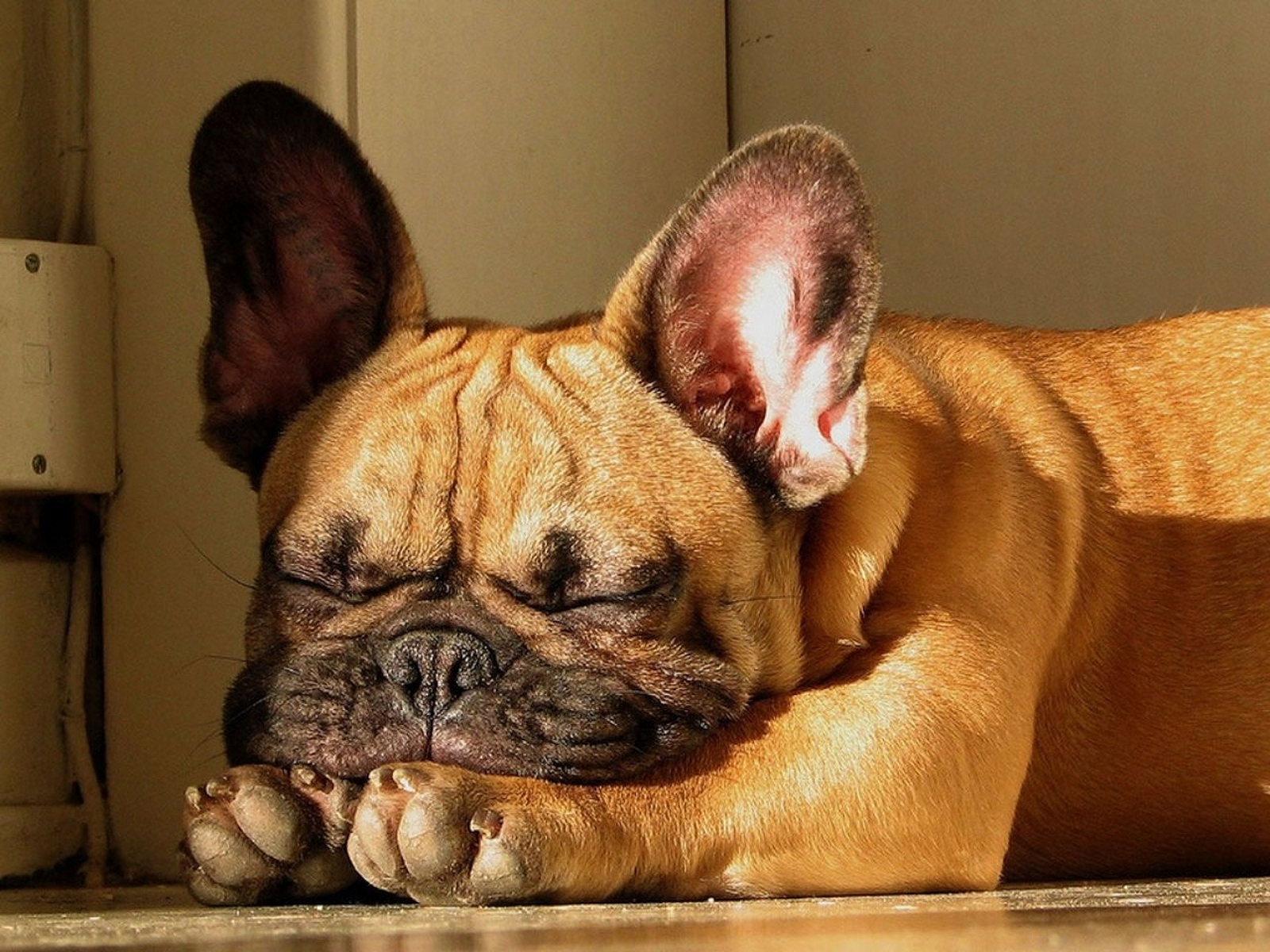 Bulldog francese addormentato, 1600x1200 HD, PC