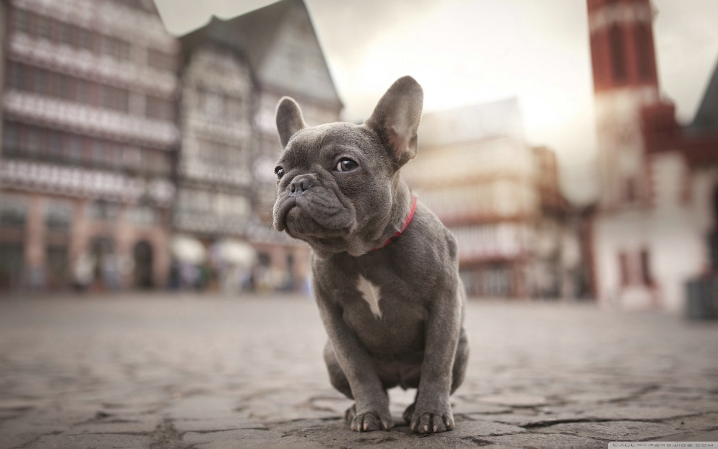 Cucciolo bulldog francese in piazza, 1440x900 HD, MacBook Air