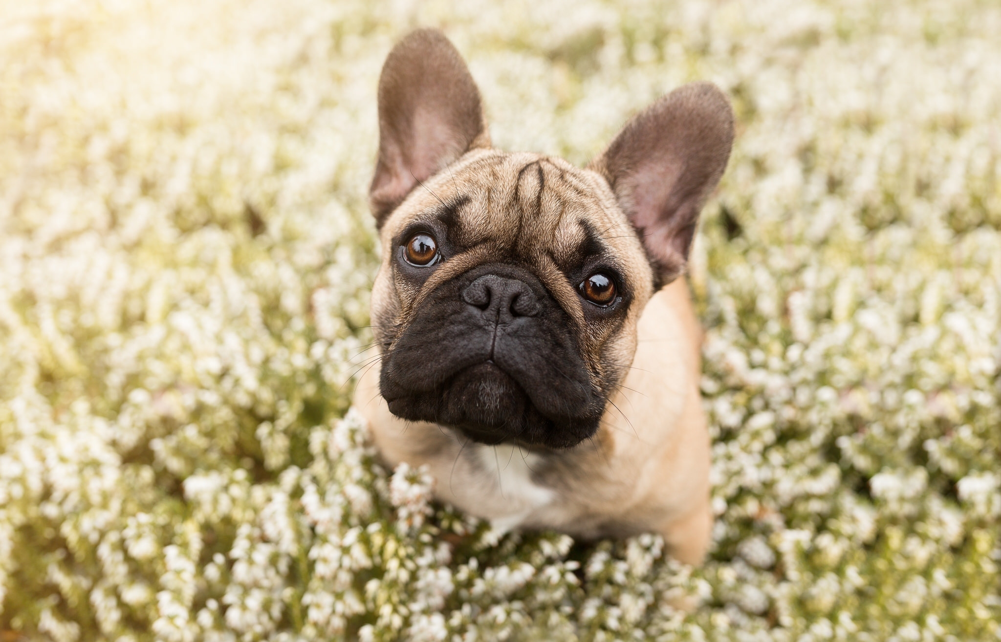 Bulldog francese tra fiori, 2048x1314 Hi-Res, PC
