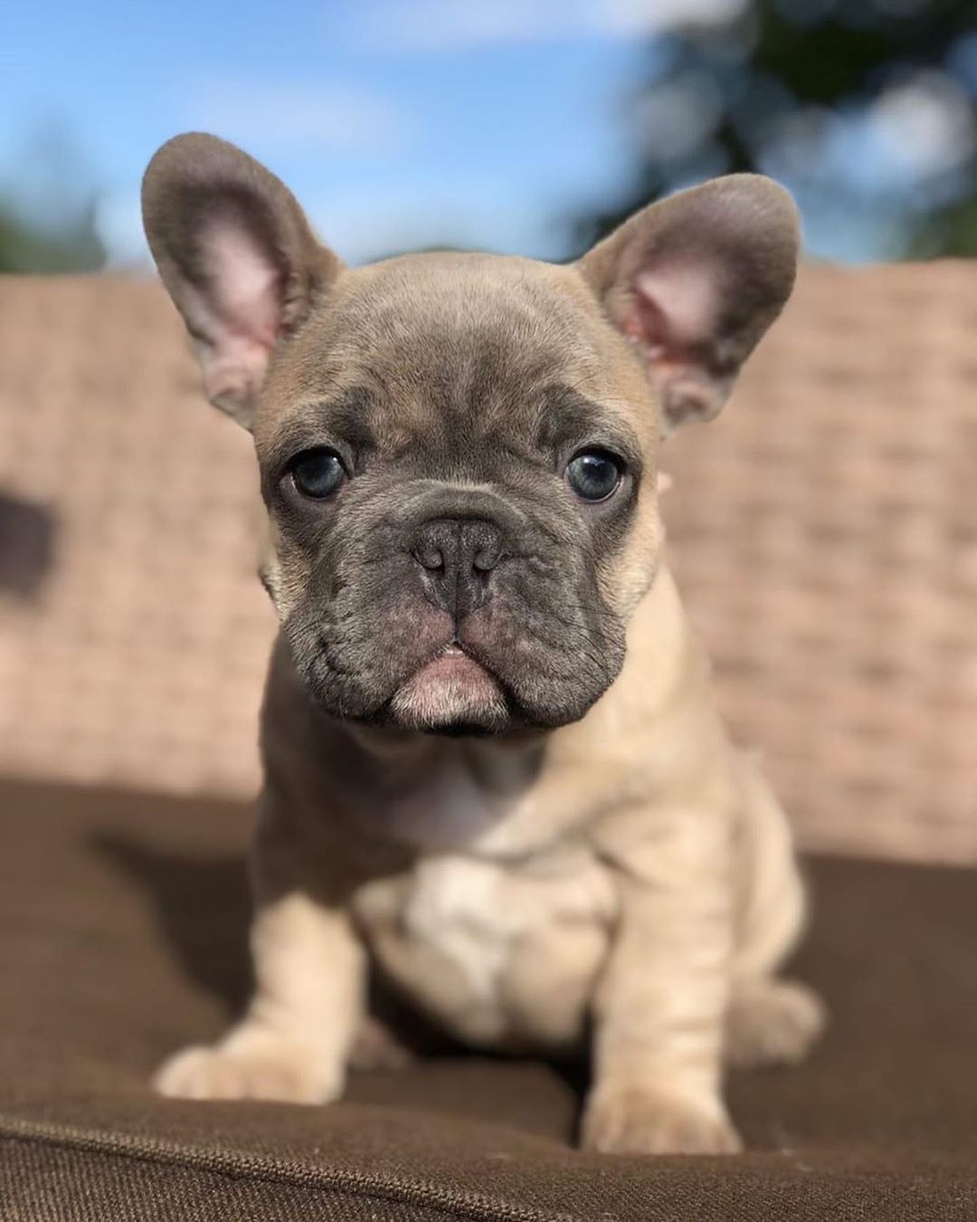 Cucciolo Bulldog Francese, 1080x1350 Full HD Verticale, iPhone