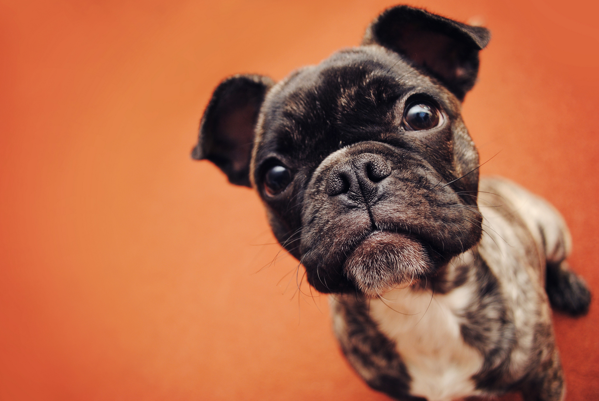 Cucciolo bulldog francese sfondo arancione, 2048x1371 Hi-Res, Desktop