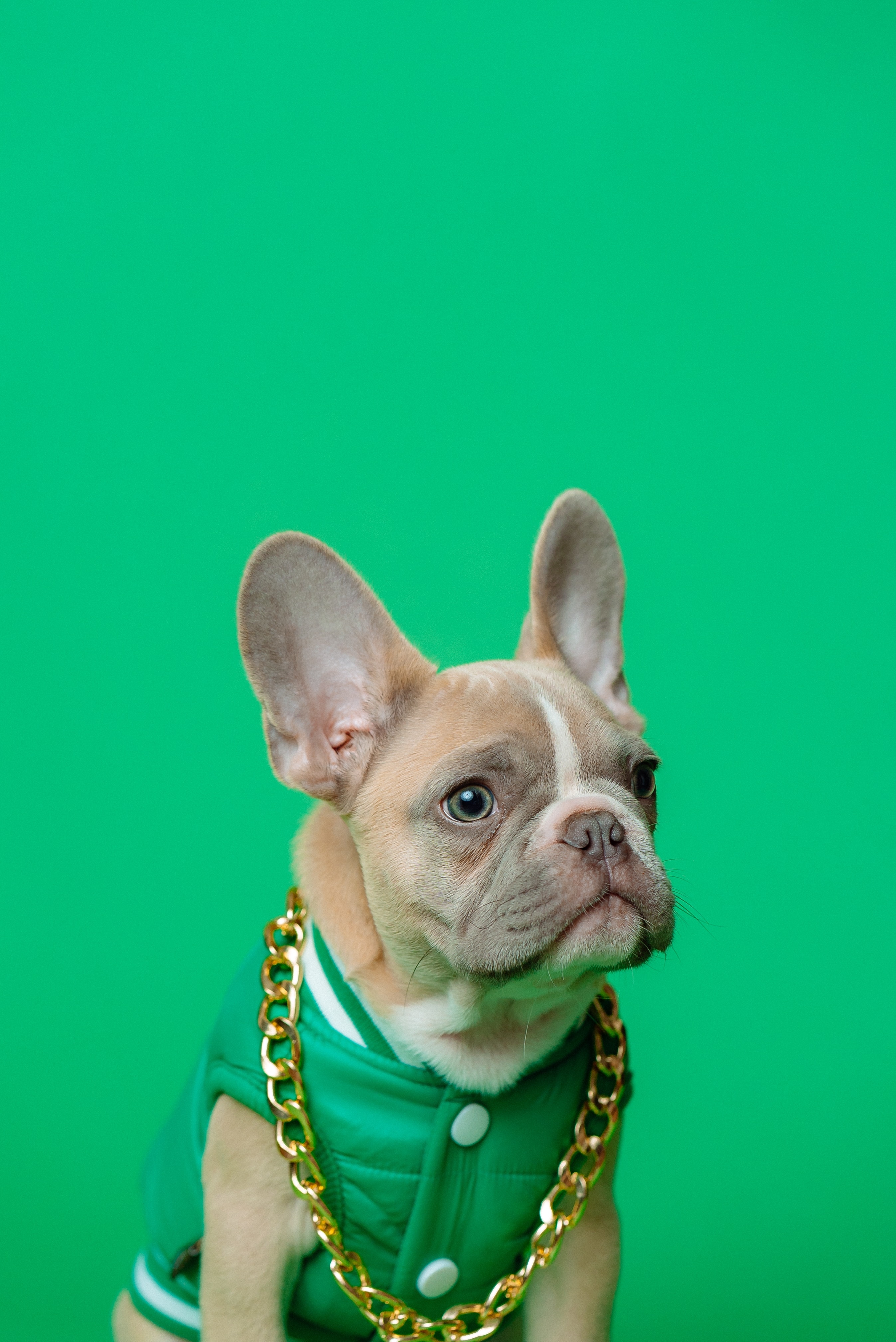 Bulldog francese collana oro, 2694x4033 Verticale, Xiaomi