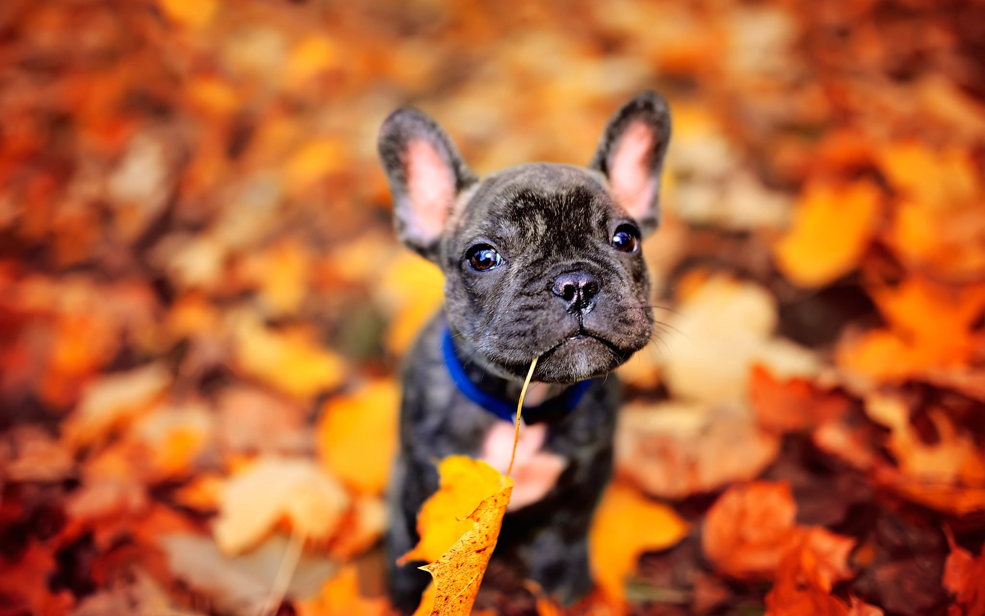 Bulldog francese tra foglie autunnali, 1920x1200 Full HD+ WUXGA, PC