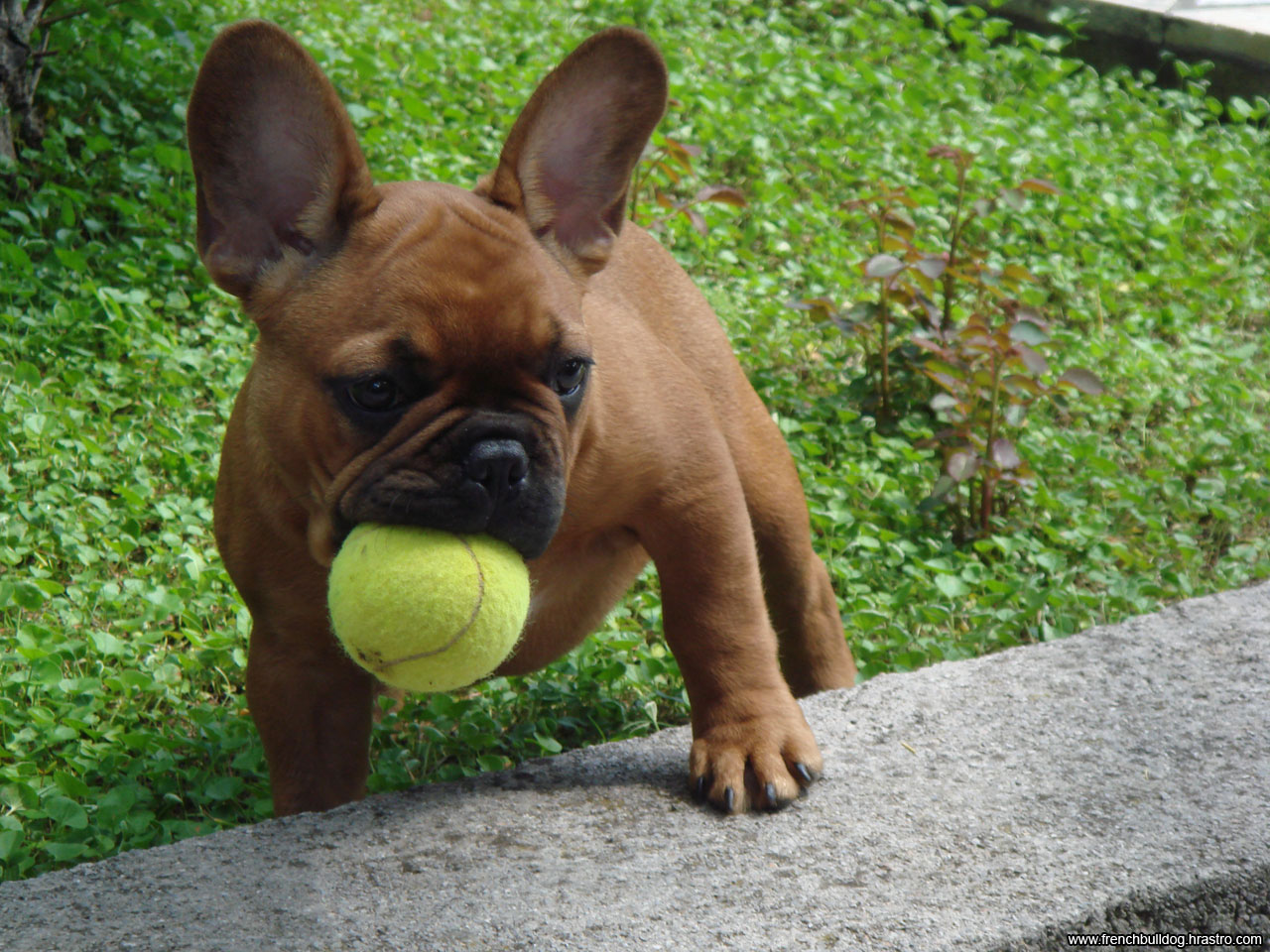 Bulldog francese con pallina, 1280x960 HD, Desktop