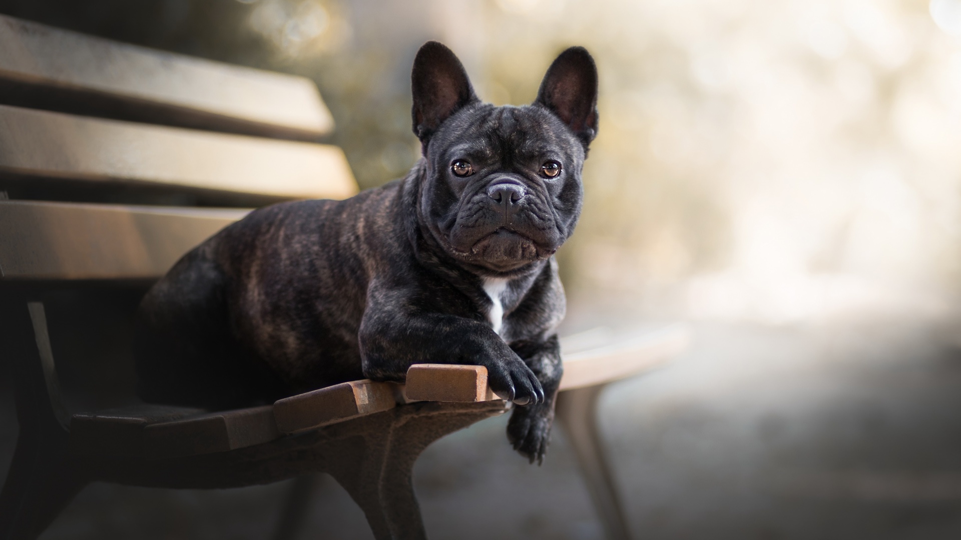 Bulldog francese su panchina, 1920x1080 Full HD 1080p, PC Desktop
