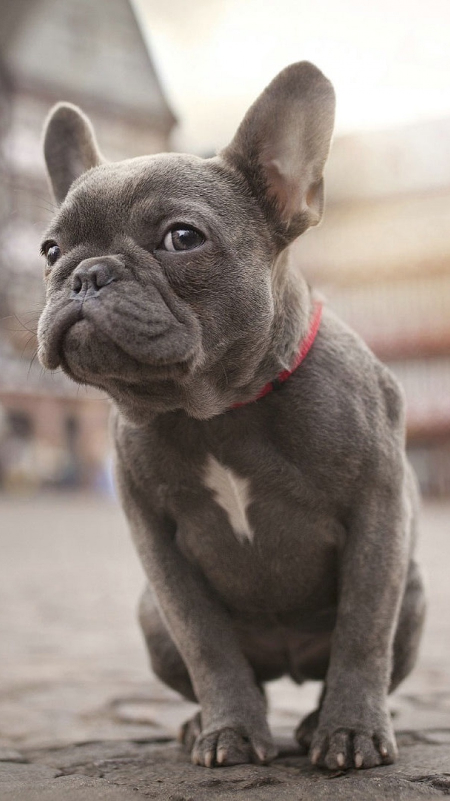 Bulldog francese grigio cucciolo, 900x1600 Full HD Verticale, iPhone