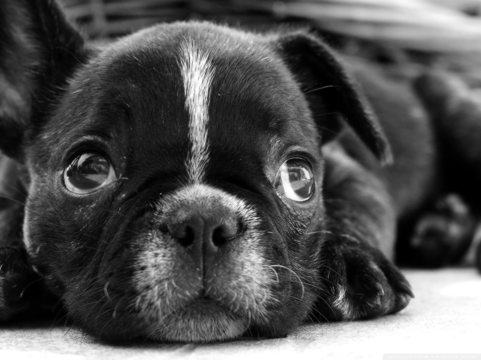 Cucciolo bulldog francese nero, 1600x1200 900p, Desktop