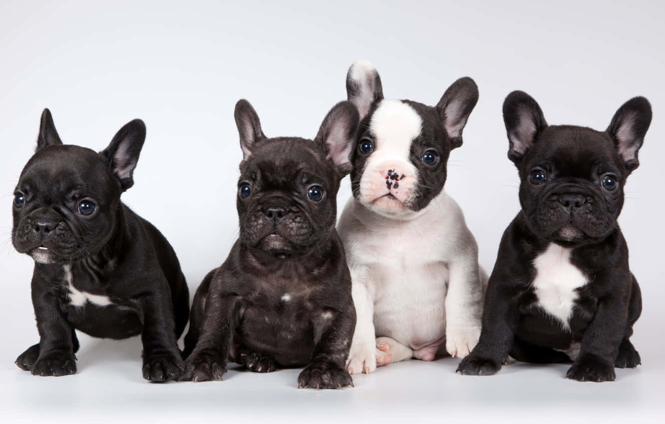 Cuccioli bulldog francese, 1332x850 720p, Laptop