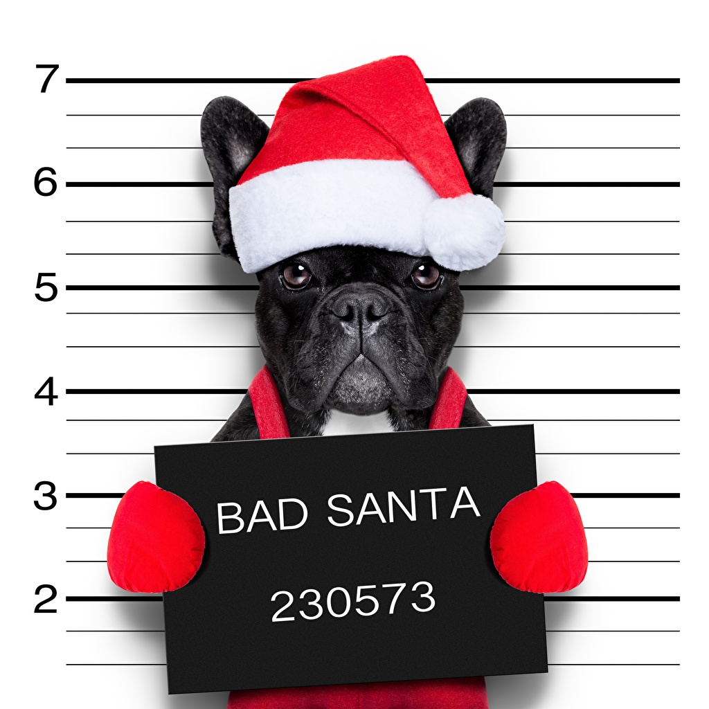 Bulldog francese cappello Babbo Natale, 1024x1024 HD, iMac