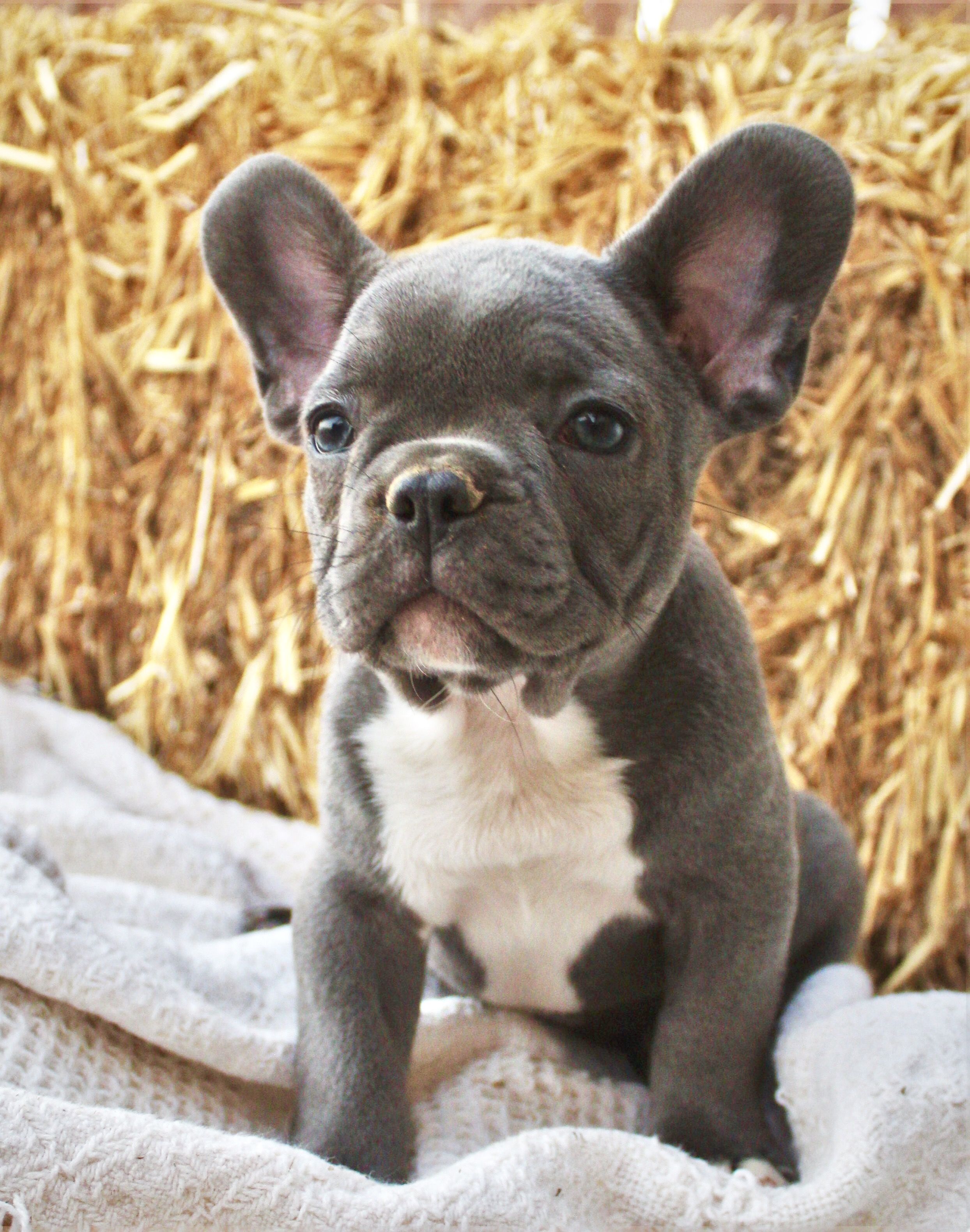 Cucciolo bulldog francese grigio, 2488x3160 Full HD Verticale, iPhone