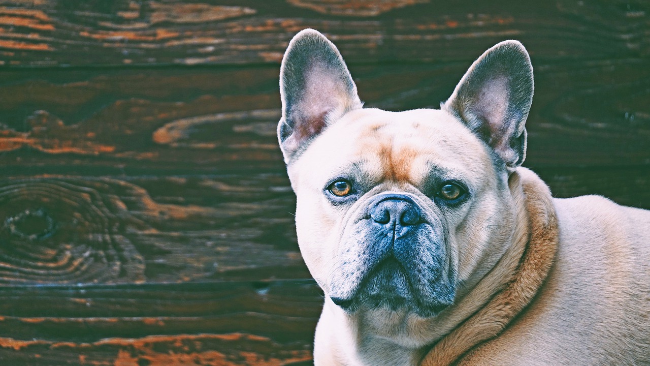 Bulldog francese sfondo legno, 1280x720 720p, Laptop
