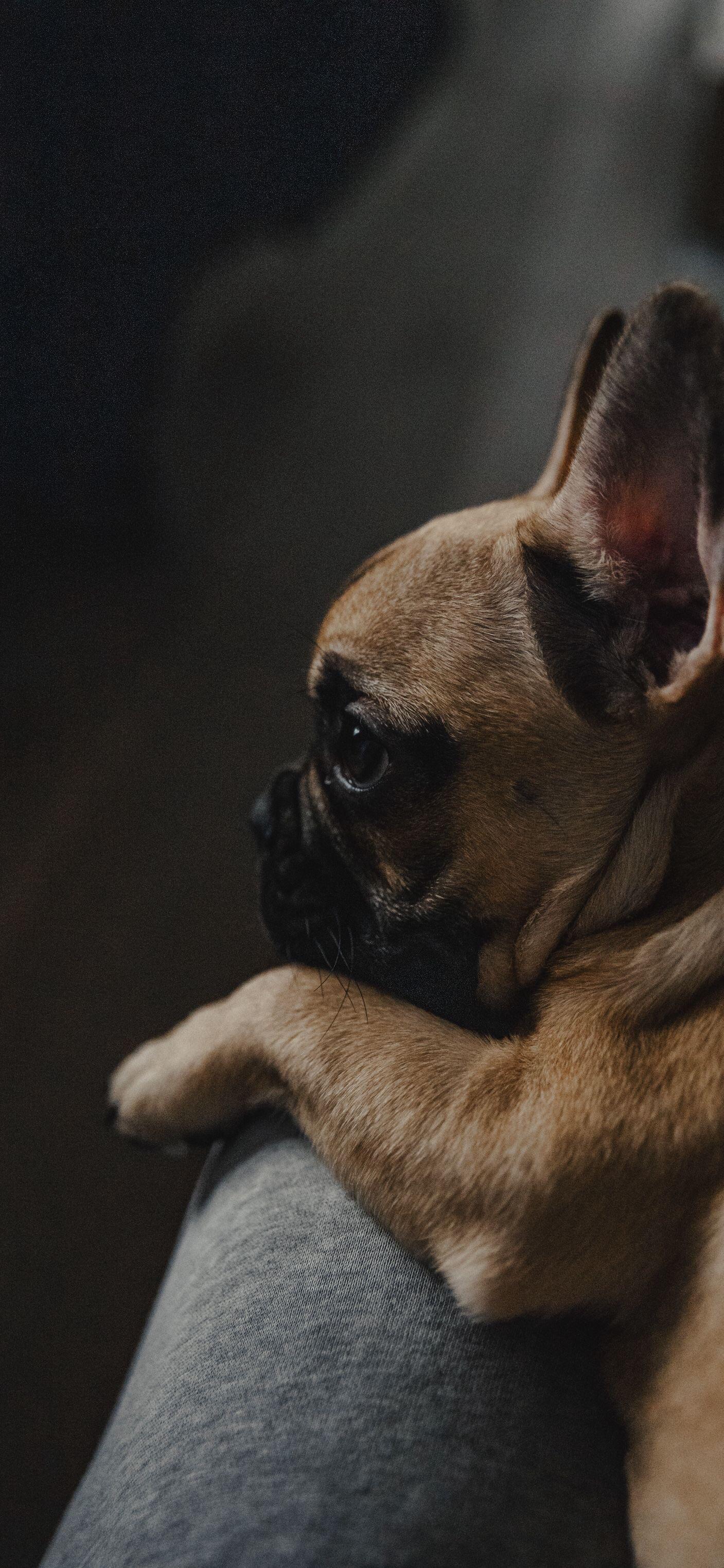 Bulldog francese cucciolo, 1407x3045 Verticale, Telefono