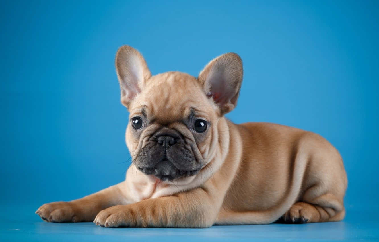 Cucciolo Bulldog Francese sfondo blu, 1332x850 HD, Desktop