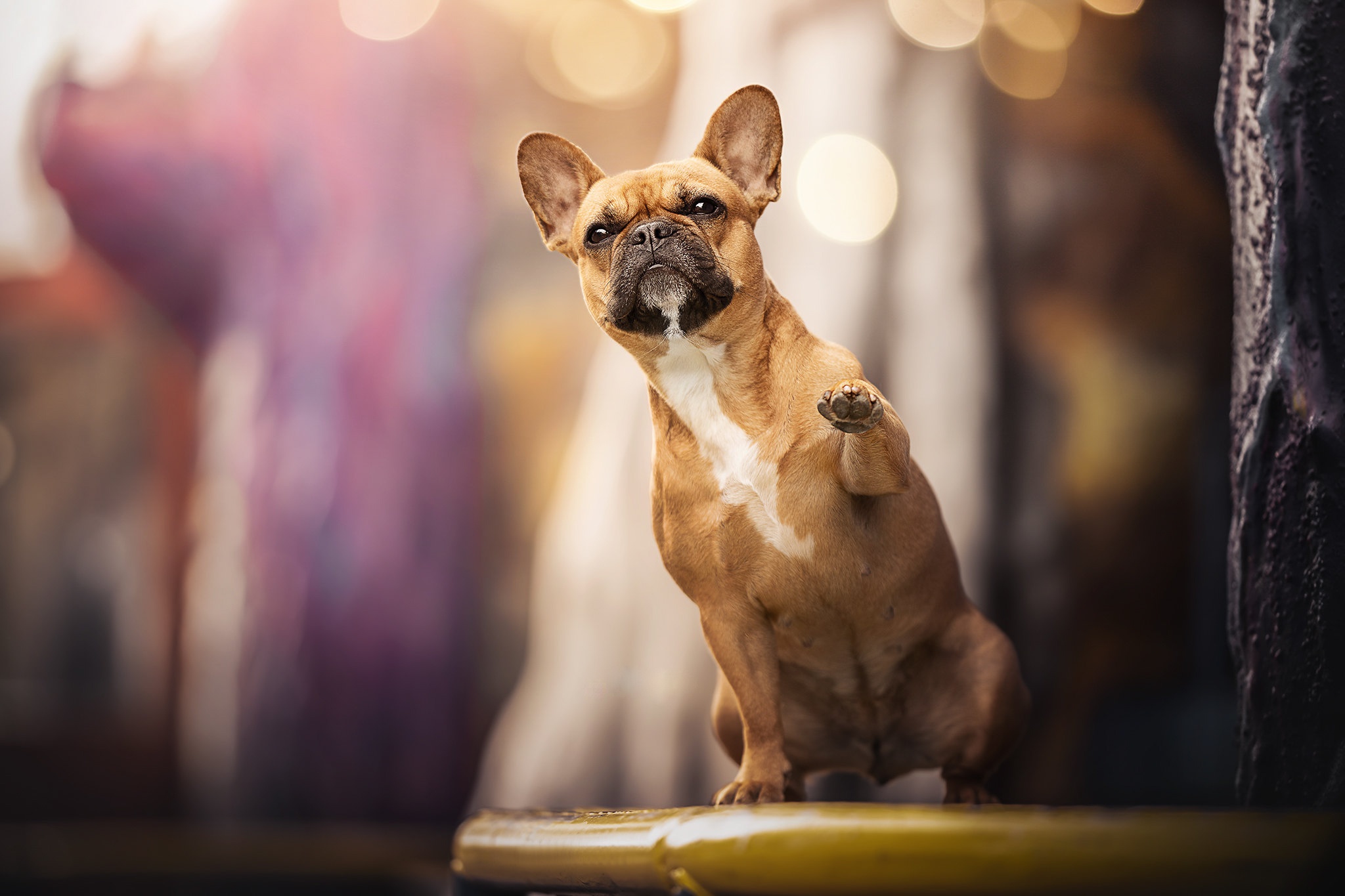 Bulldog francese seduto all'aperto, 2048x1365 alta risoluzione, iMac