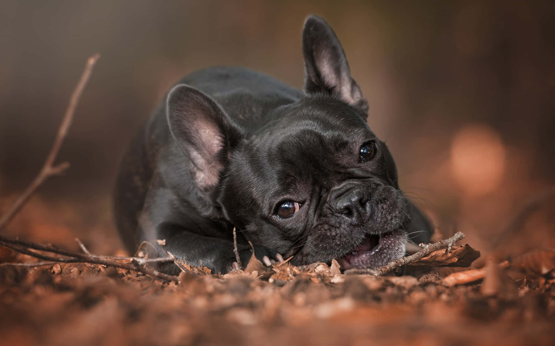 Bulldog francese nero sdraiato, 1920x1200 Full HD+, Desktop
