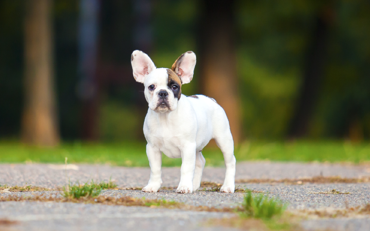 Cucciolo bulldog francese bianco, 1280x800 720p, Laptop