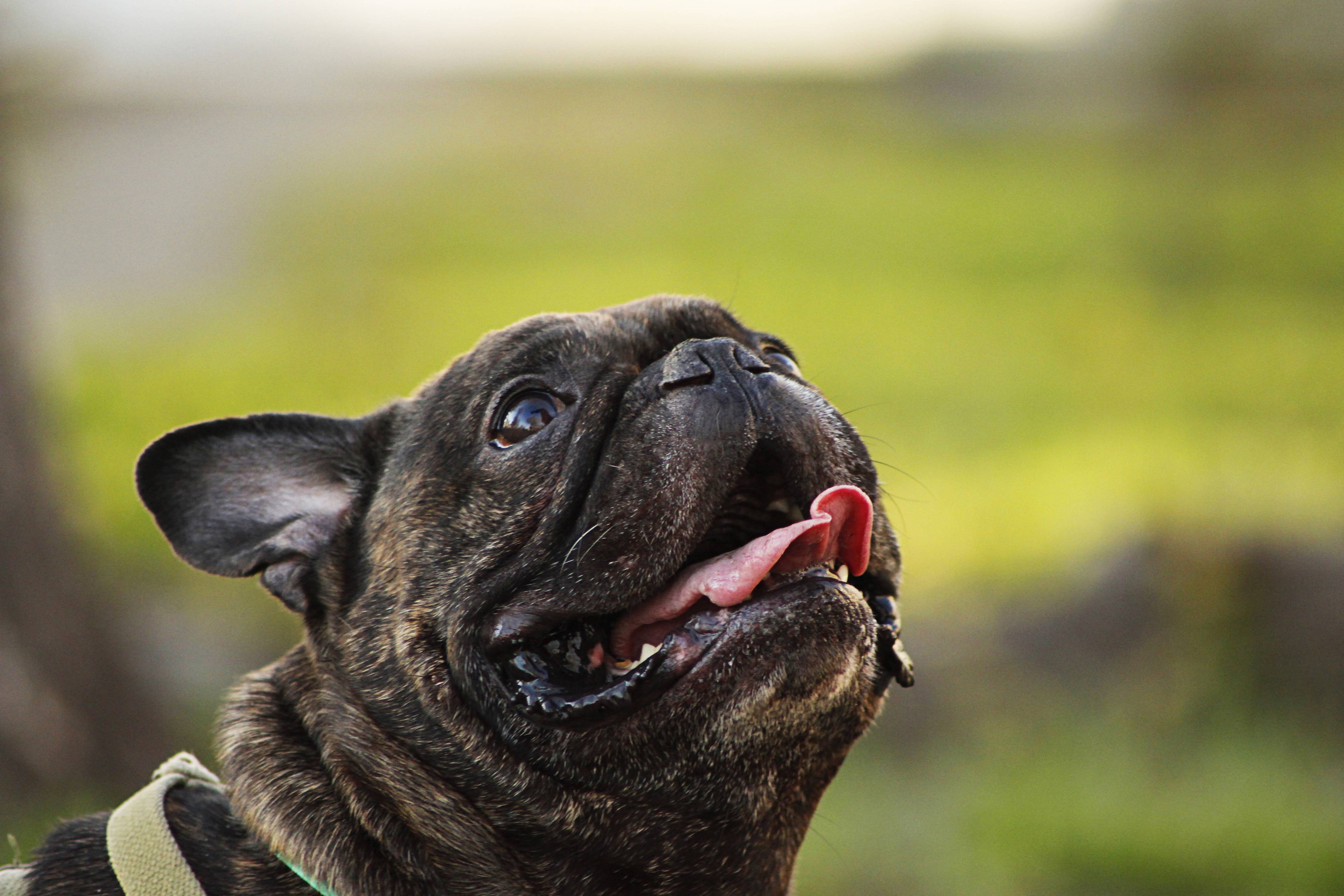 Bulldog francese tigrato, 3840x2560 4K Ultra HD, Monitor 4K