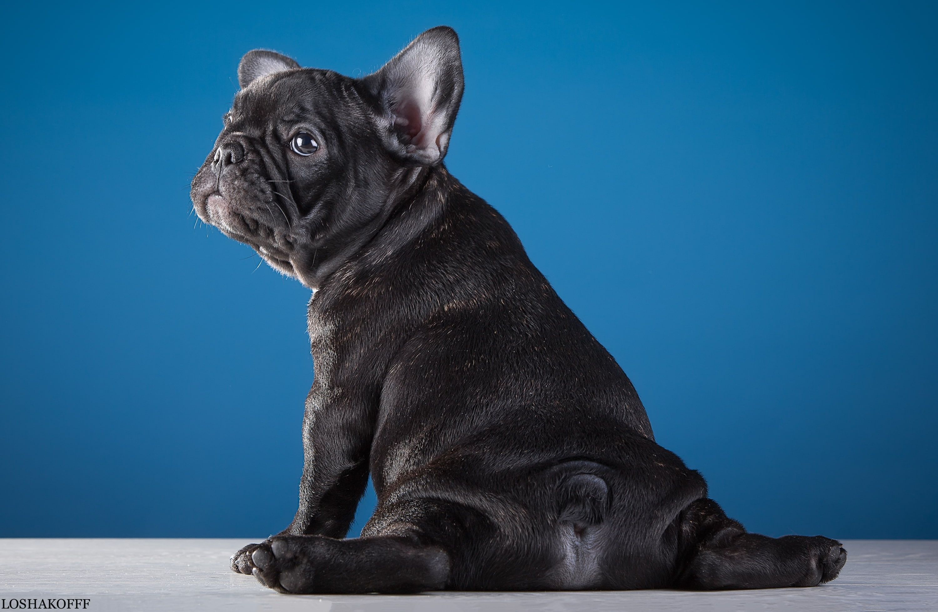 Cucciolo bulldog francese nero, 3000x1958 2K, Desktop