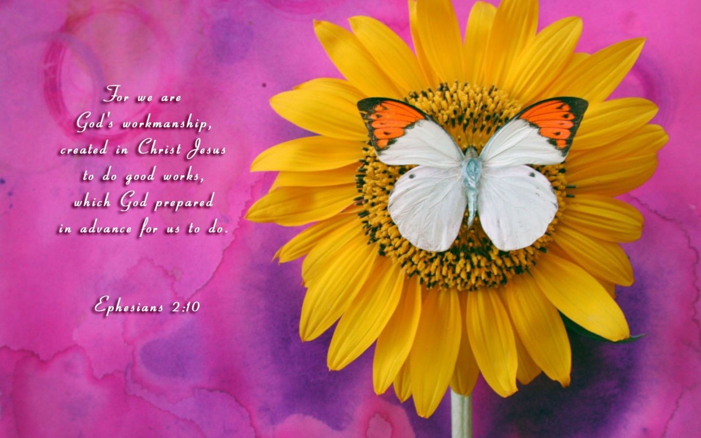 Girasole con farfalla bianca, 1440x900 HD, MacBook Air