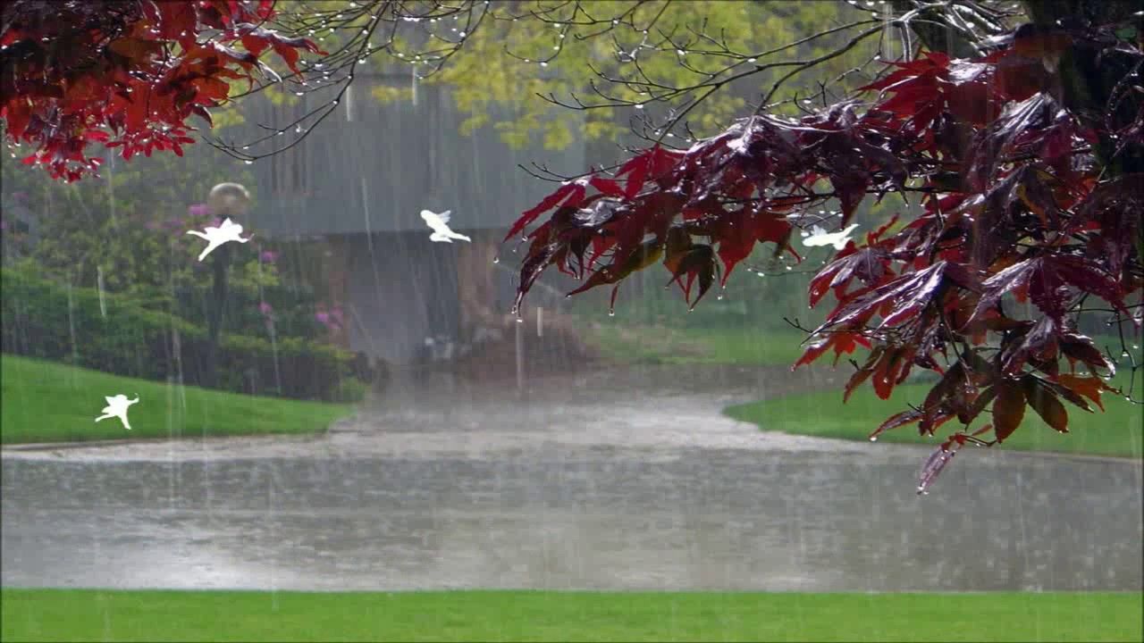 Pioggia su parco verde, 1280x720 720p, Laptop