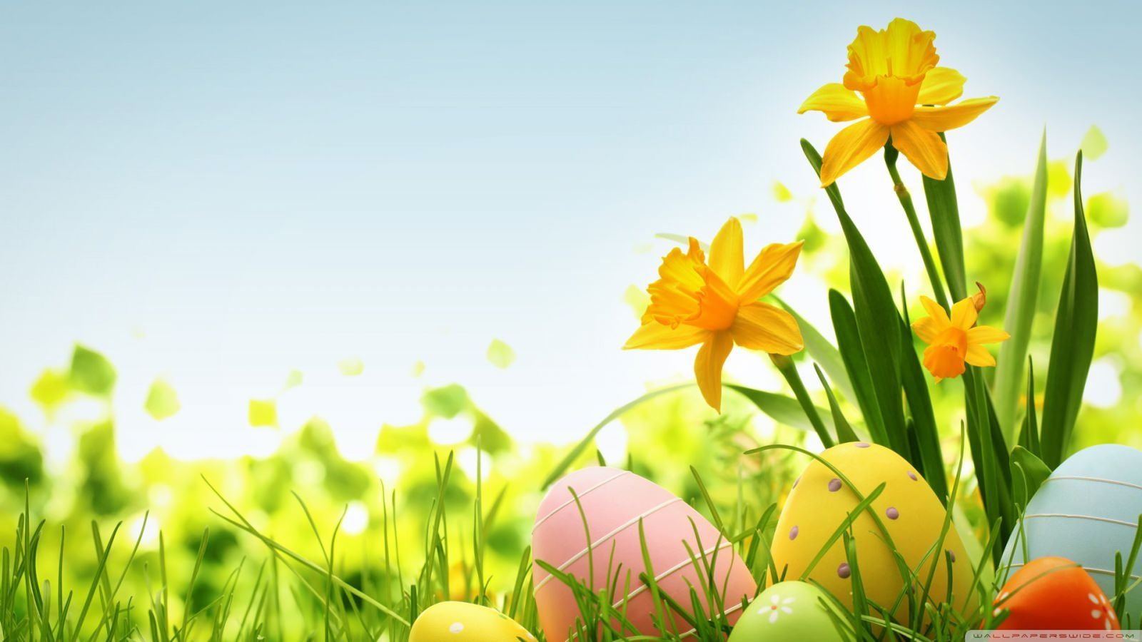 Uova pasquali con narcisi gialli, 1600x900 HD, Desktop