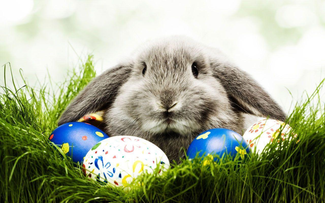 Coniglio e uova di Pasqua, 1280x800 HD, Desktop
