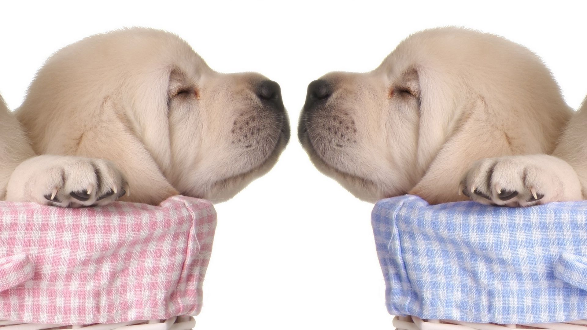 Cuccioli labrador che dormono, 1920x1080 Full HD, PC