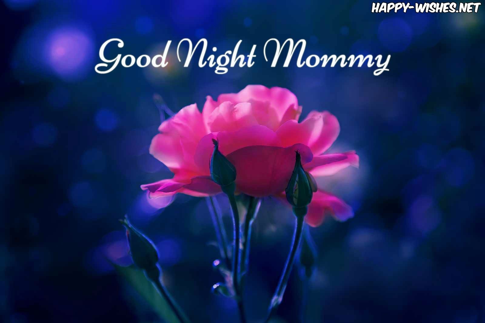 Rosa rosa buonanotte mamma, 1600x1067 HD Ready, PC