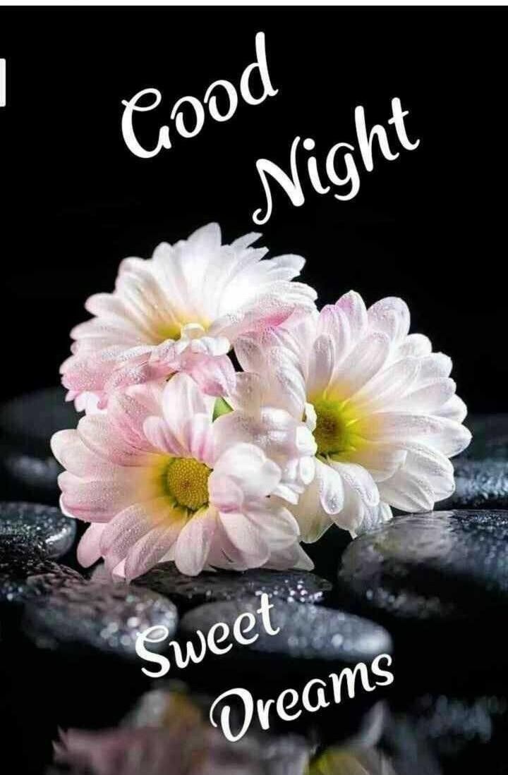 Margherite bianche buonanotte, 720x1099 Verticale, Telefono