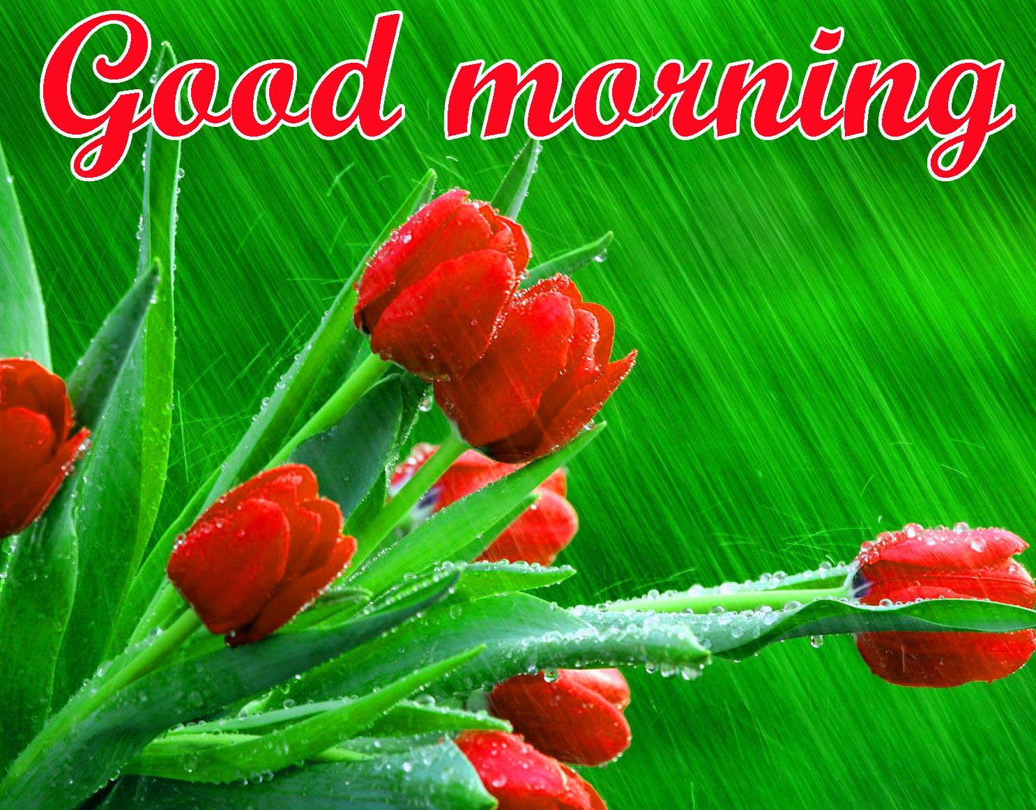 Rosa rossa buongiorno, 1600x900 900p, PC Desktop