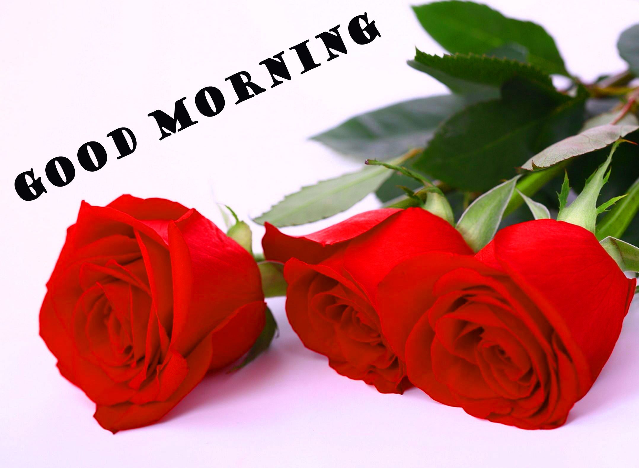 Rose rosse buongiorno, 2156x1578 Hi-Res, Laptop