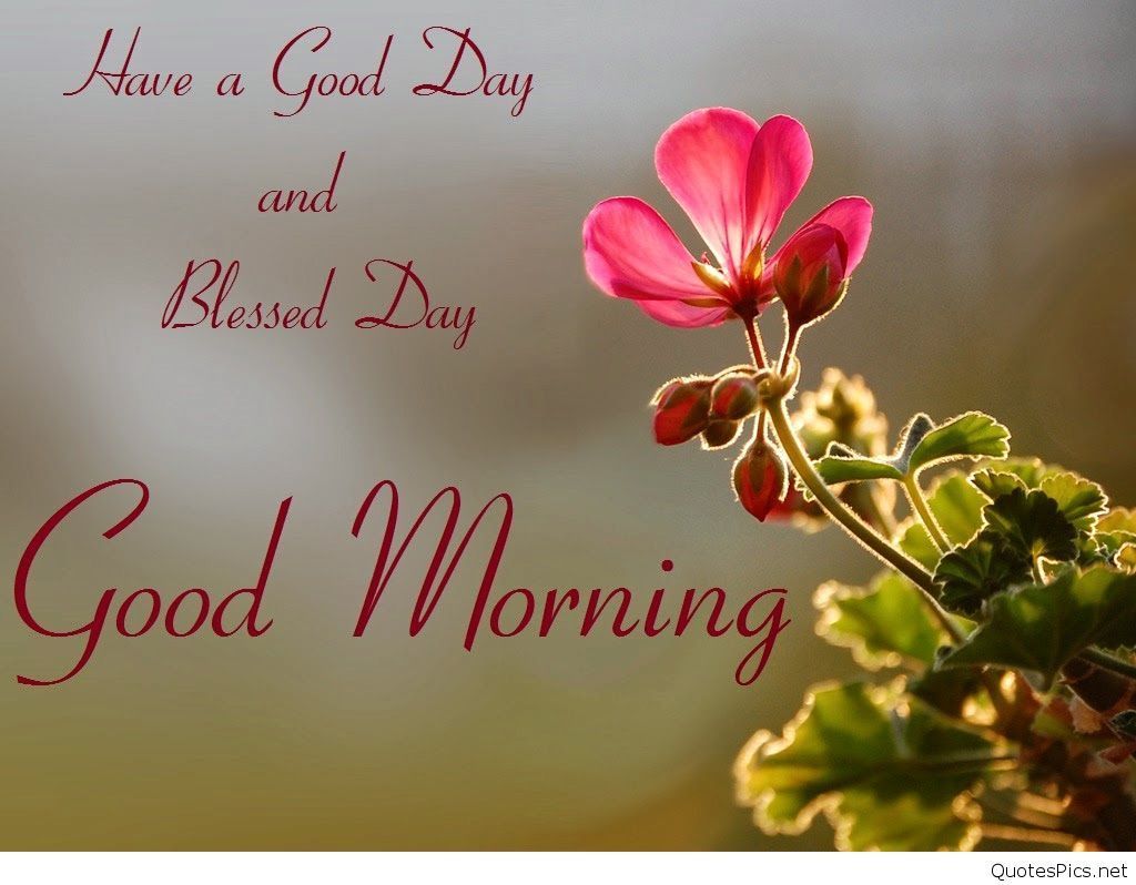 Fiore rosa citazione hindi Good Morning, 1440x900 720p, PC