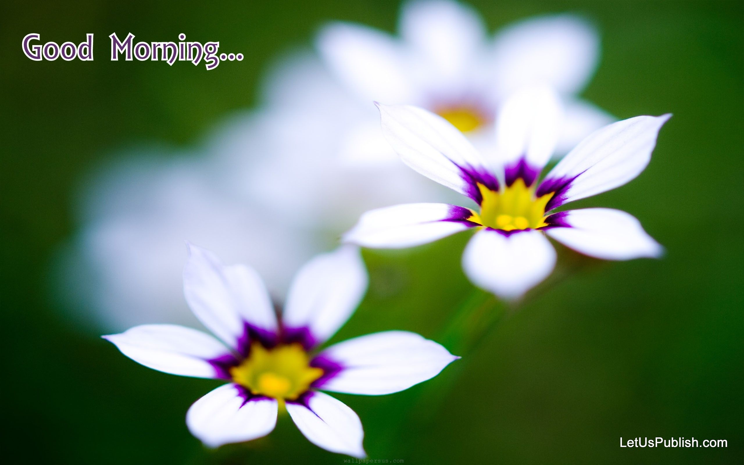 Tazza di tè con fiori, 1920x1200 Full HD+ WUXGA, PC