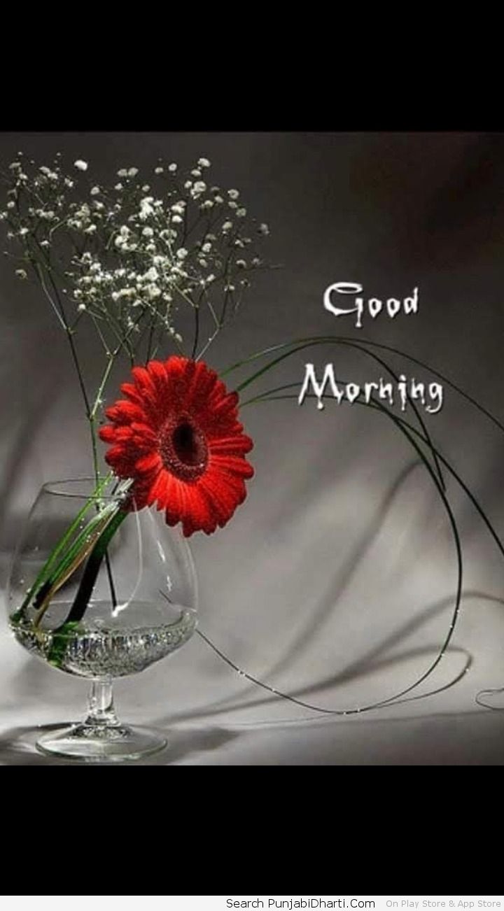 Fiore rosso in vaso, 720x1302 Full HD Verticale, Smartphone