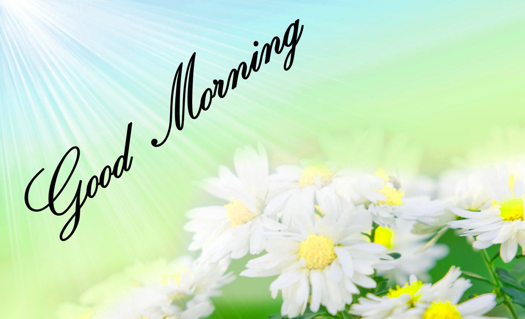 Fiori margherite bianche mattino, 1778x1080 HD Ready, Desktop