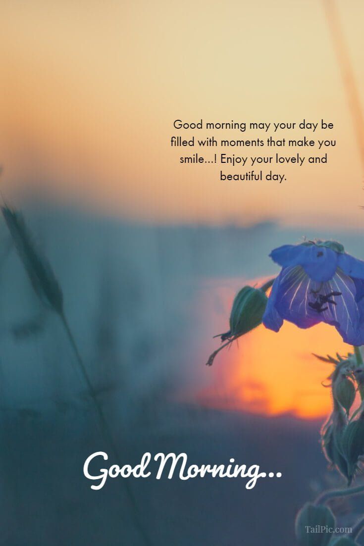 Fiore viola al tramonto, 735x1103 Verticale, Telefono