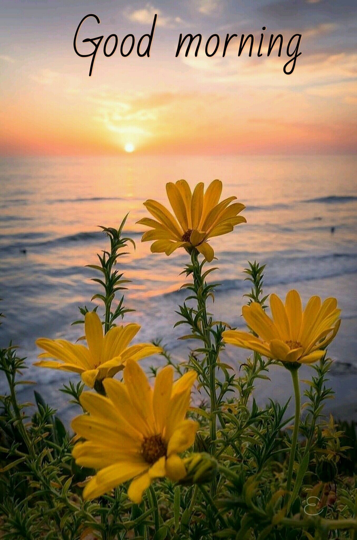 Margherite gialle al tramonto, 1355x2048 Full HD Verticale, Smartphone